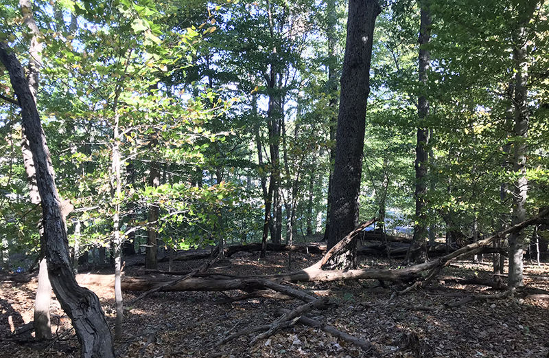 Arlington Woods a living monument to forests of the past